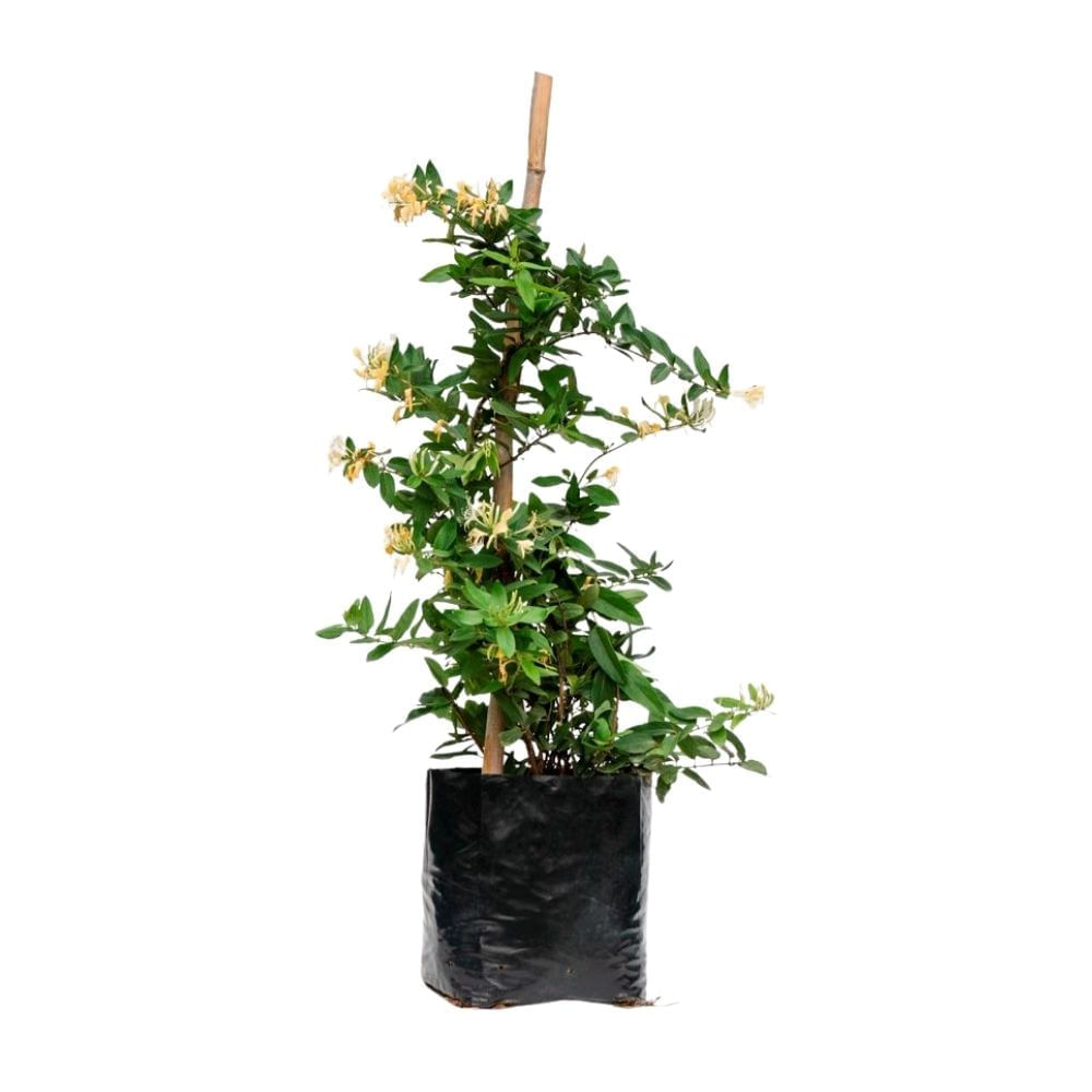 Planta Madre Selva B1