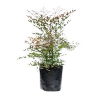 Planta Nandina B1