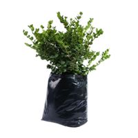 Planta Carissa Enana B1