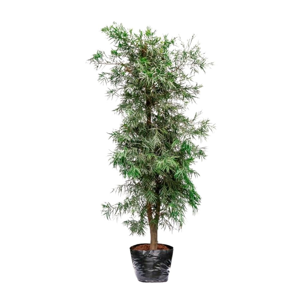 Planta Podocarpus Bls Esp
