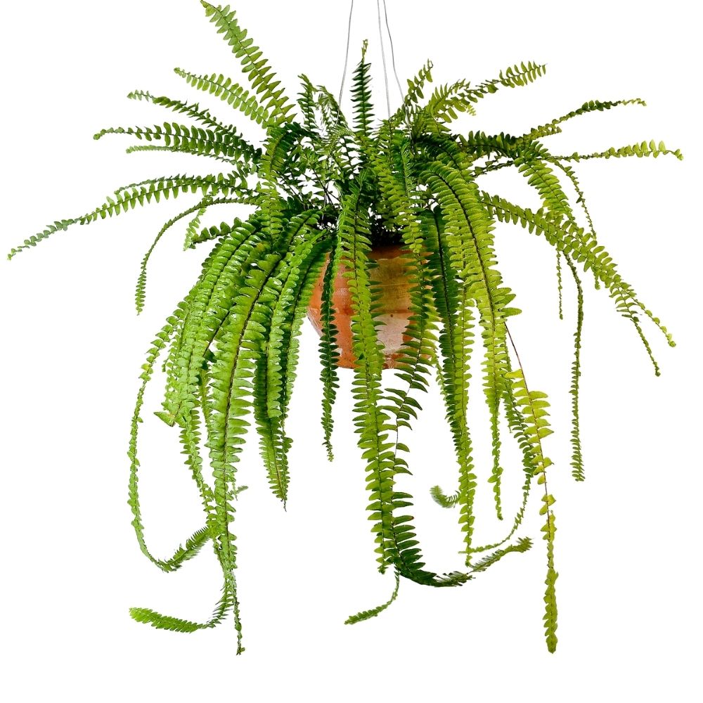 Planta Helecho Babilonico