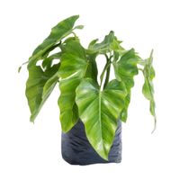Planta Philodendro Oreja De Elefante