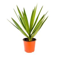 Planta Yucca Verde B1