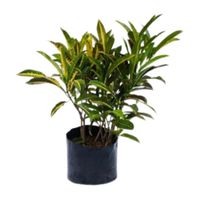 Planta Croton Mediano Amarillo B1