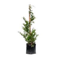 Planta Solanum B1