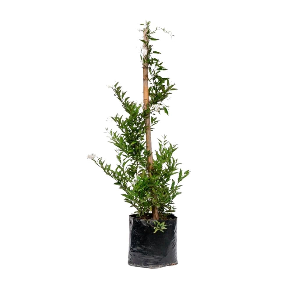 Planta Solanum B1