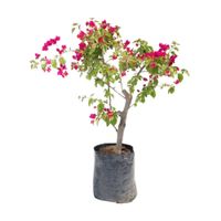 Planta Bouganvillea Tronco