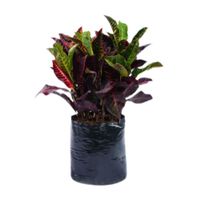 Planta Croton Mediano Glorioso B1