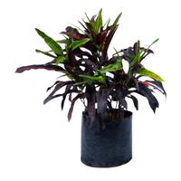 Planta Croton Mediano Sto Domingo B1