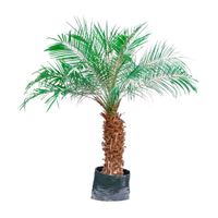 Planta Palmera Robellini
