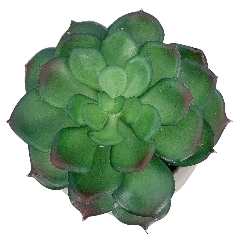 Planta Cara 19 cm