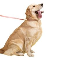 Set collar y correa 152cm Mascotas Rosado M y L