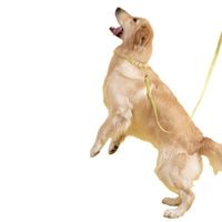 Set collar y correa 152cm Mascotas Verde XS