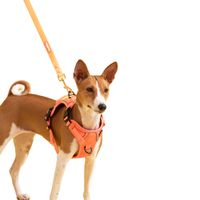 Set Pechera con correa 152cm mascotas Naranja XS