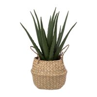 Aloe Vera 37cm + Maceta Natural Atmosphera