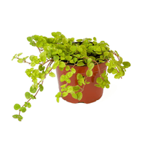 Planta Natural Llama Plata Mp 4Estaciones - Semisombra
