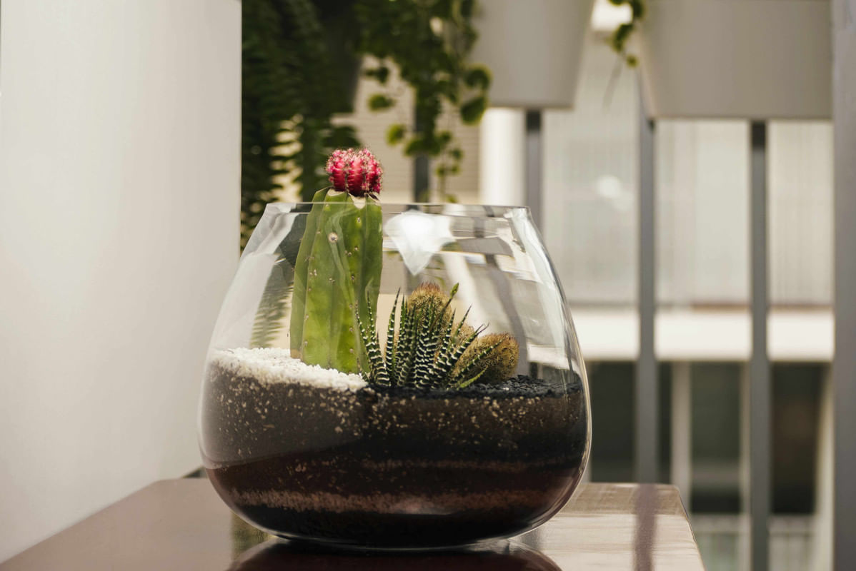 Terrario Tropical Caetana