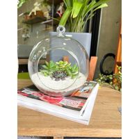 Terrario Tropical Berna Grande
