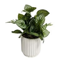 Fittonia Artificial con Maceta Cerámica Blanca Orange