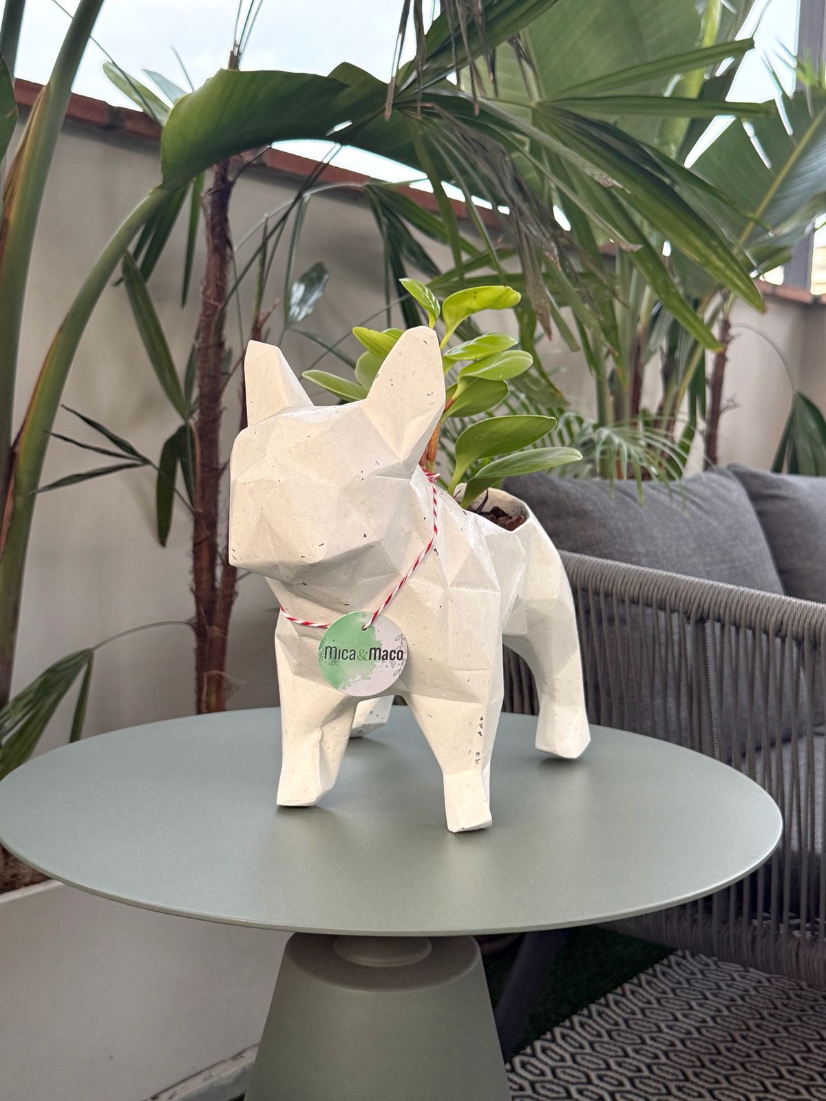 Maceta Frenchie + Planta Color Blanco Chispeado