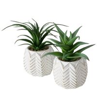 Planta Pot Aloe Vera 14 Cm