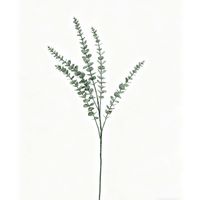 Rama Eucalipto 78 Cm