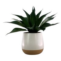 Planta Aloe 36Cm