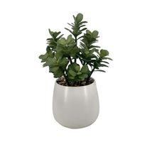 Planta Monedita 35Cm
