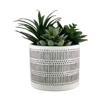 Suculenta 19Cm