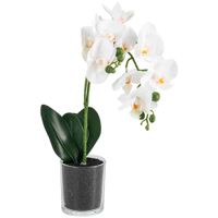 Orquídea Blanca DECO HOME con Maceta C&L 36cm